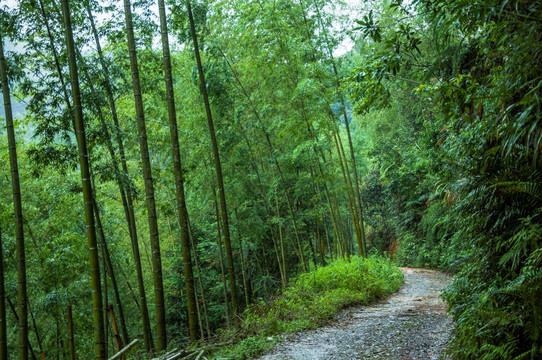 雾色山景