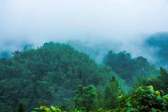 雾色山景