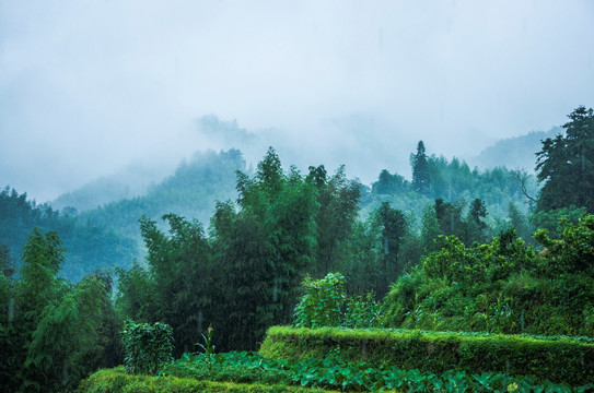 雾色山景