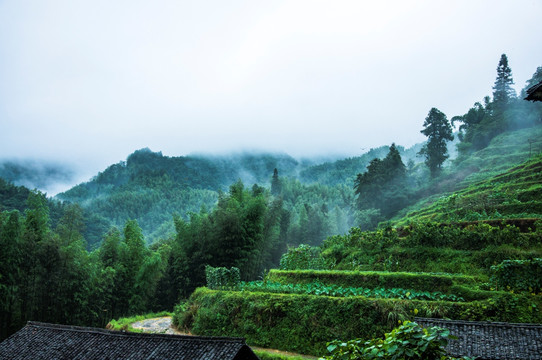 雾色山景