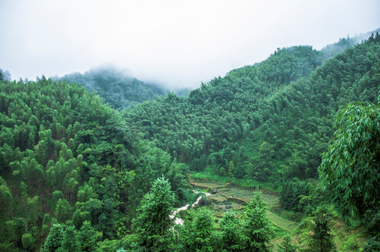 雾色山景