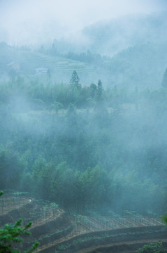 雾色山景
