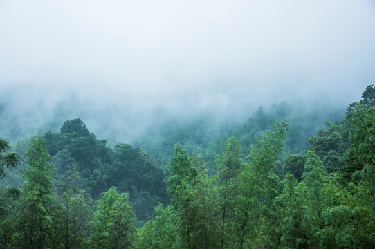 雾色山景