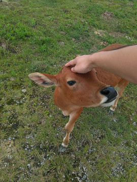 小黄牛