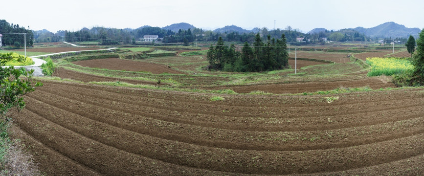 田野