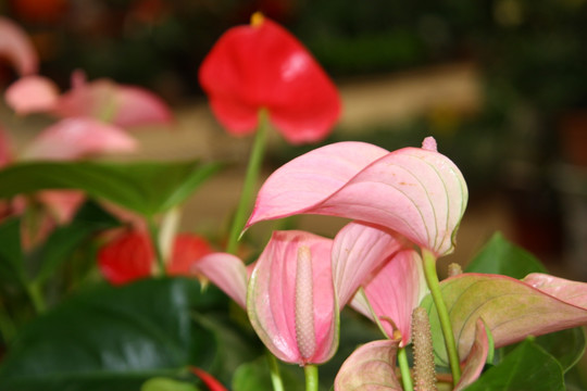 花卉设计素材 高格