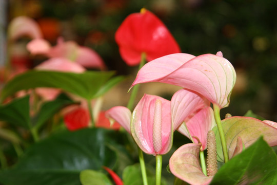 花卉设计素材 高格