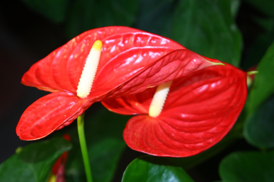 花卉设计素材 高格