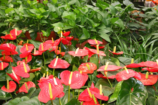 鲜花火鹤花 高格