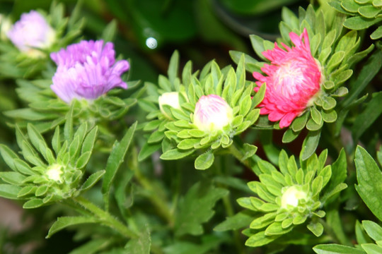 花卉本色 高格