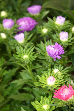 花卉本色 高格