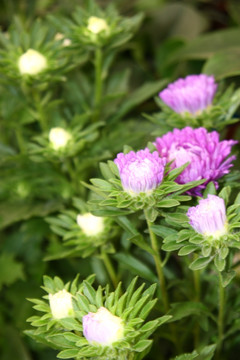 花卉本色 高格