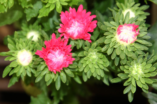 花卉本色 高格