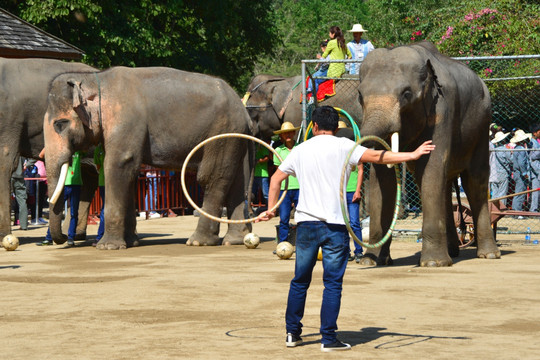 野象谷大象表演 转呼啦圈