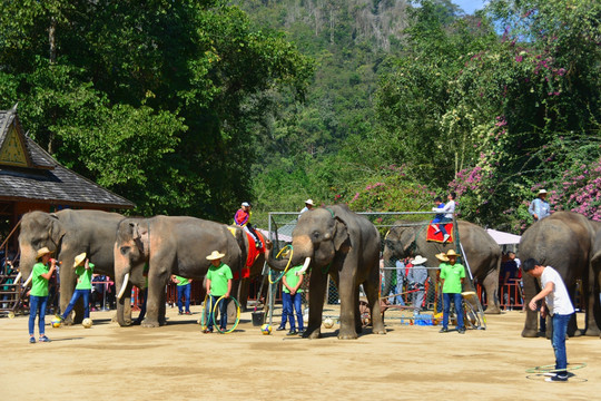 野象谷大象表演 转呼啦圈