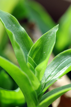 植物叶子