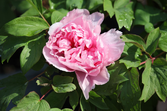 花卉 牡丹花 花朵 花 花瓣