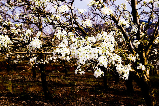 梨花枝