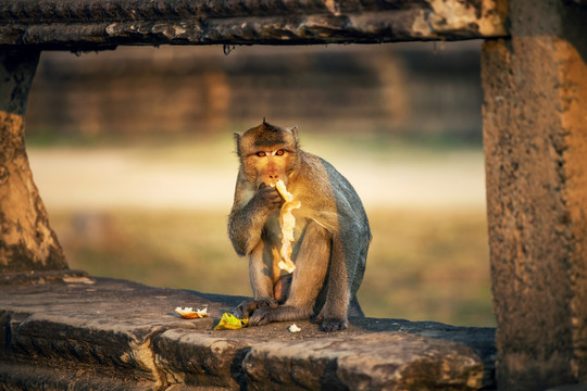 柬埔寨吴哥窟庙宇前的猴子