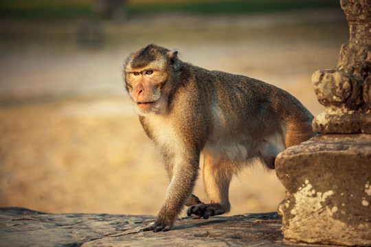 柬埔寨吴哥窟遗迹前的猴子