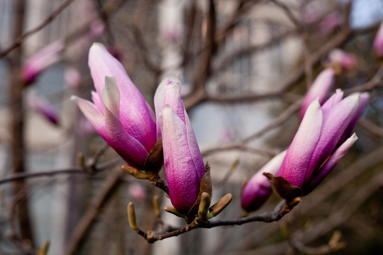 木兰花蕾