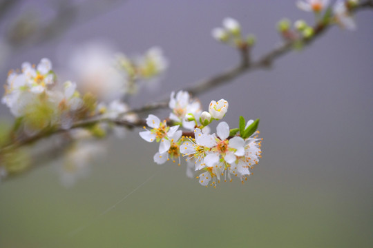 白色樱花