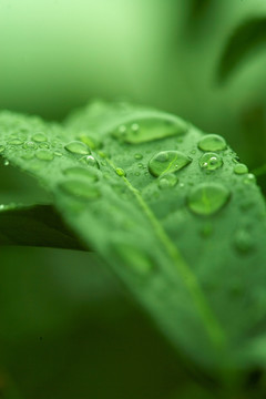 植物