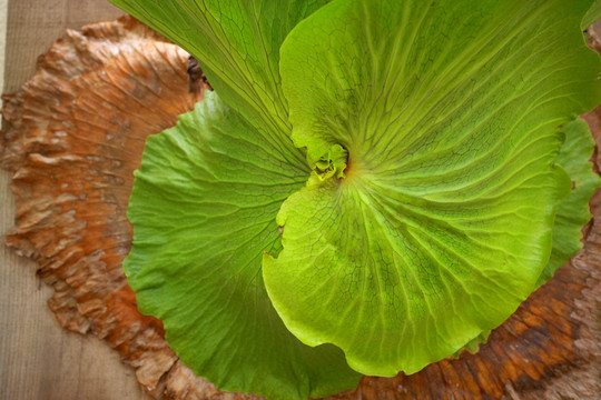 植物