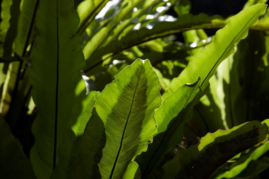 蕨类植物