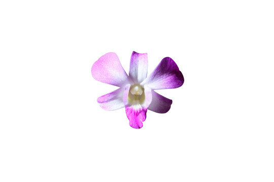 石斛兰花朵