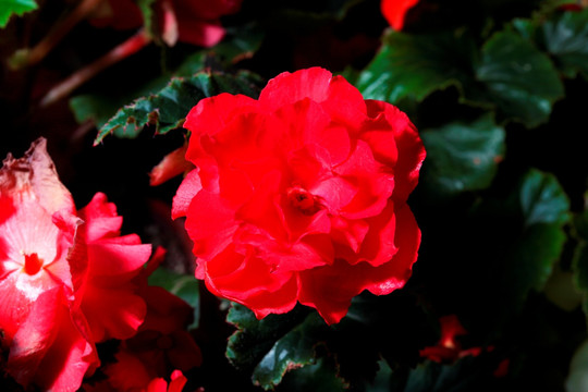 红色蔷薇花