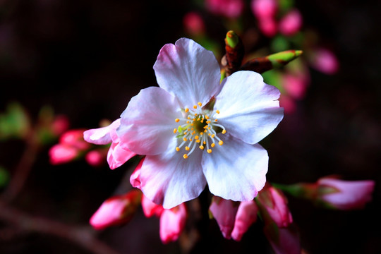 樱花