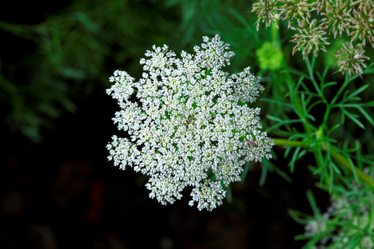 雪珠花