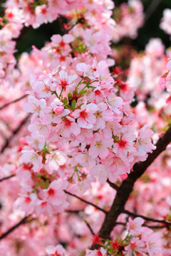 樱花树