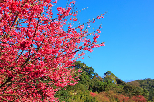 樱花树