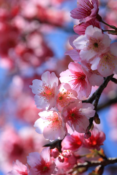 樱花树