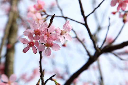 樱花树