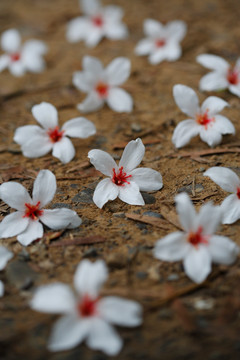 油桐花,