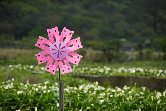 阳明山国家公园花卉