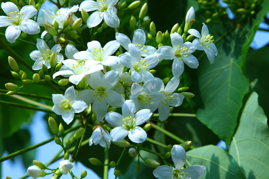 油桐花,