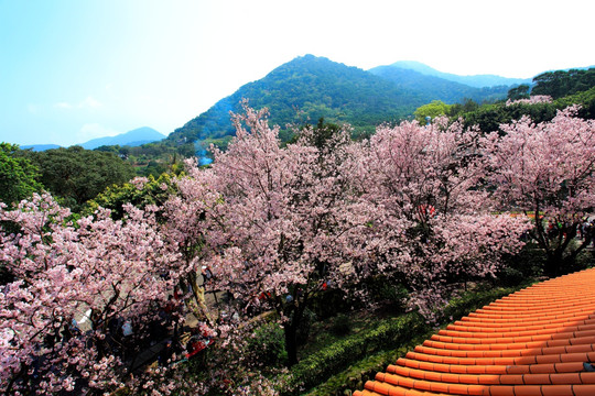 三芝天元宫