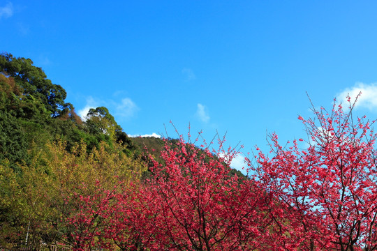 樱花树