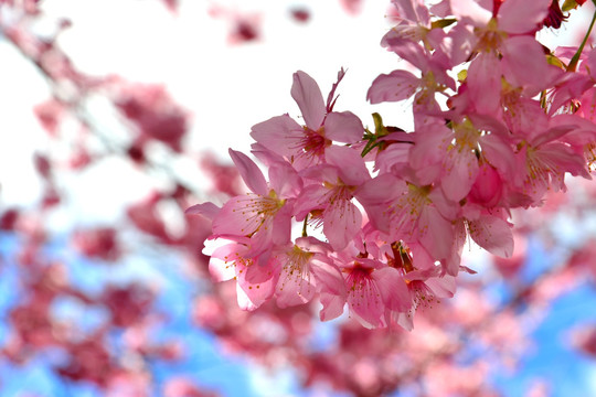 樱花树