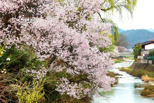 樱花树