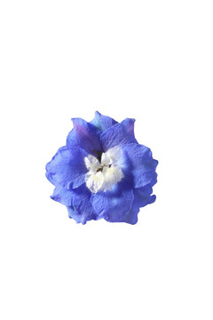 浅蓝色花