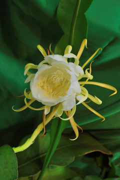 曇花