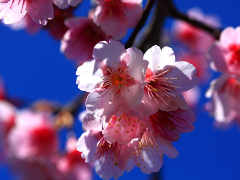 樱花树