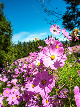 福寿山农场波斯菊花海