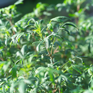 香叶万寿菊