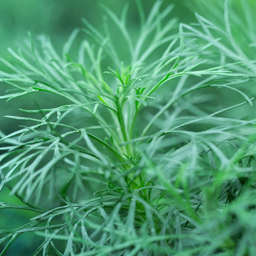 茴香艾草